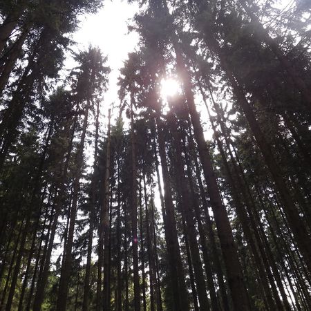 Schwäbische Alb - Wald